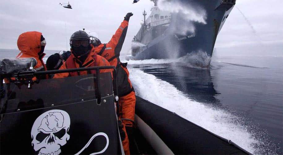 Logo Sea Shepherd Origine Et Signification Jolly Roger Logo Sea Shepherd Origine Et Signification Jolly Roger